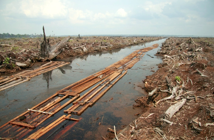 Deforestation for oil palm plantation in Riau province, Sumatra, Indonesia. Photo: Aidenvironment