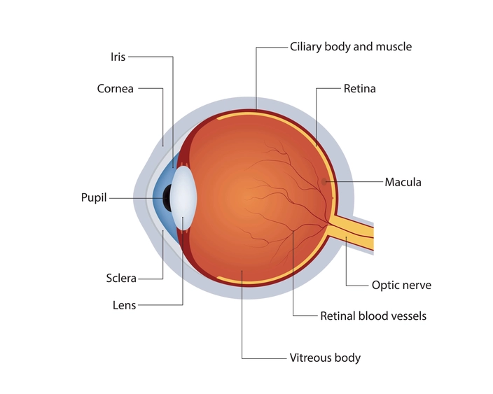 Anatomy of the human eye (credit: Toxa2x2 on Shutterstock)