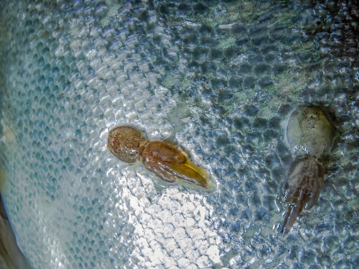 Two parasitic sea lice on a salmon fish (credit: NatureDiver on Shutterstock)