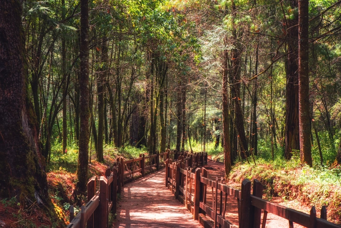 The Monarch Butterfly Biosphere Reserve (credit: Atosan on Shutterstock)