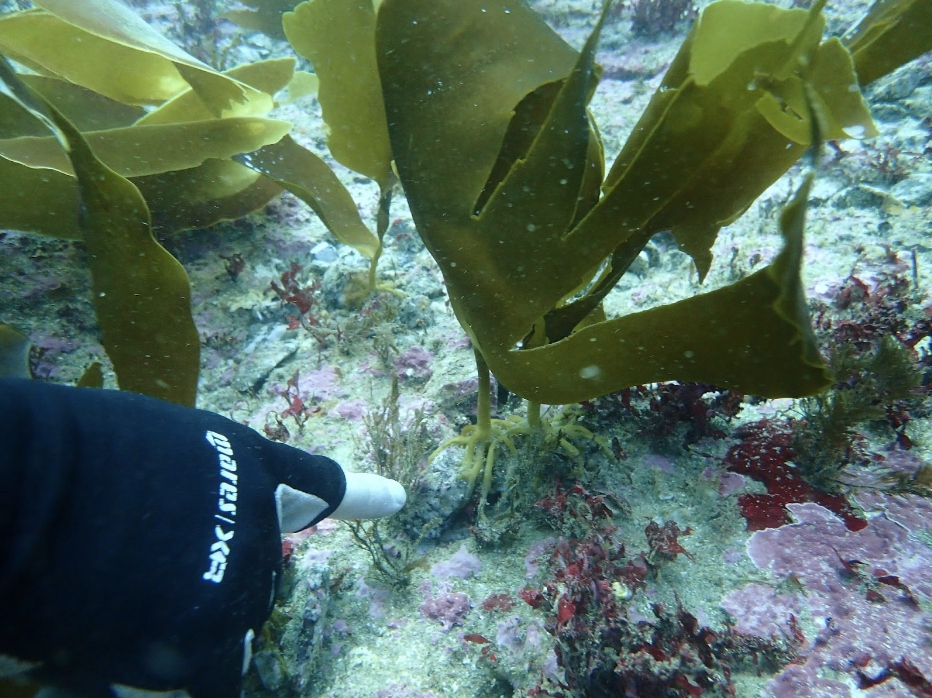 Kelp growing on SeaForester’s seeded stones at a restoration site in Portugal. (Image credits: João Nuno Franco)