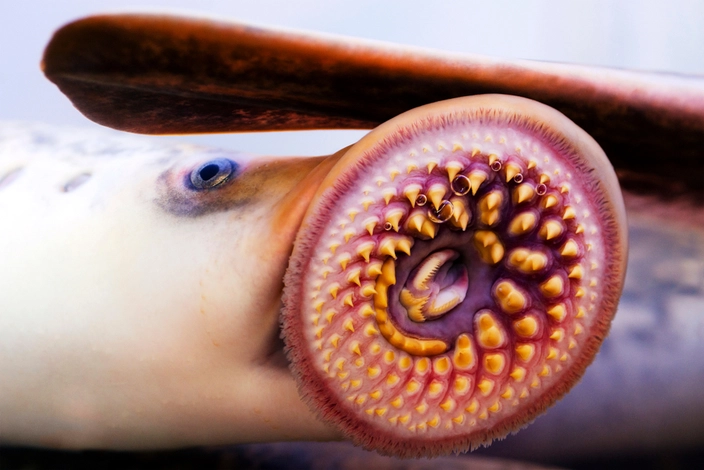 A fish parasite (Lamprea; credit: Gena Melendrez on Shutterstock)