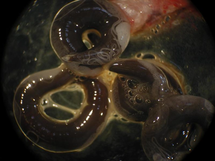 Four Anguillicoloides crassus parasitic worms(credit: "Anguillicola crassus" by Bill.bessmer is licensed under CC BY 3.0)