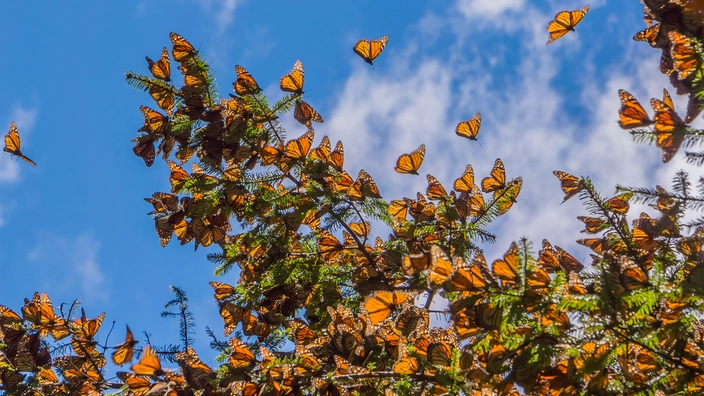 Migrating monarch butterfly colony (credit: JHVEPhoto on Shutterstock)