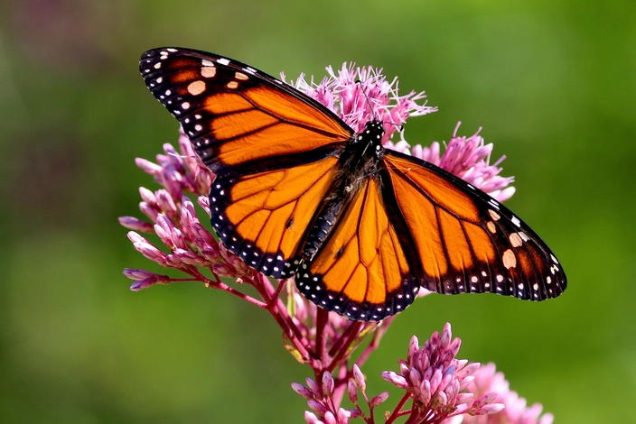 Monarch butterfly (credit: Cheryl Thomas on Shutterstock)