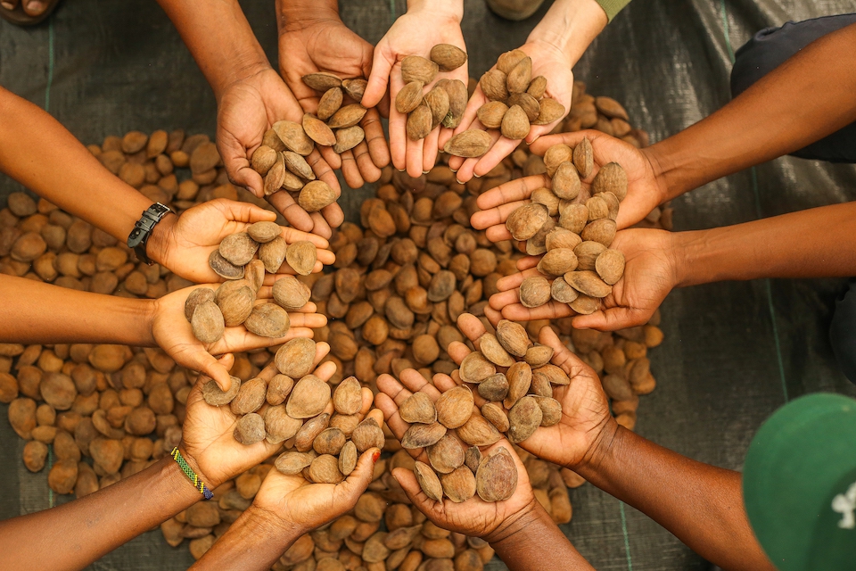 Terraformation's seed banks enable biodiverse reforestation. Photo: Kilimanjaro Project